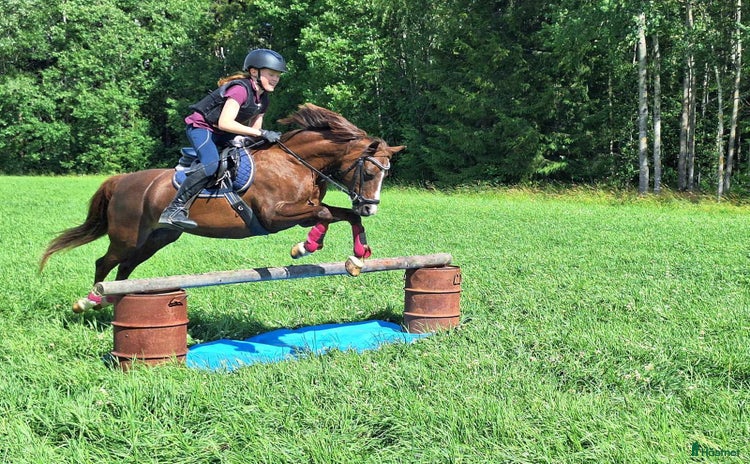  hästar i Krylbo - Annons 1