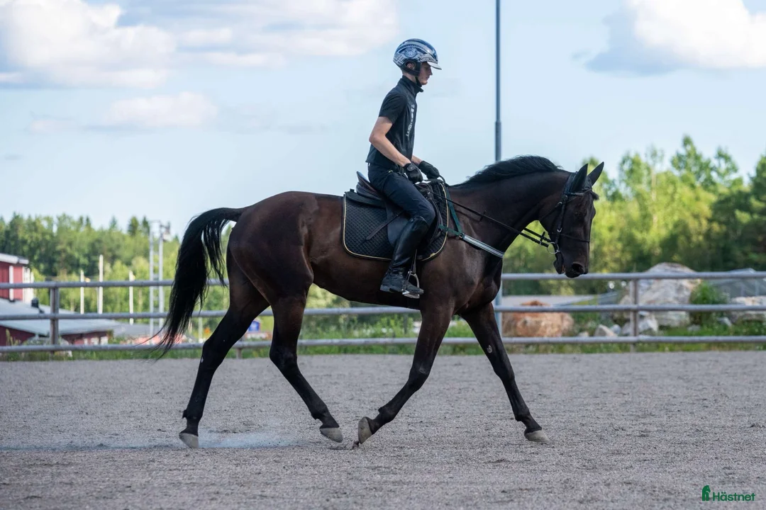 Trav hästar till salu: Snäll 12 åring valack söker nytt aktivt hem - Annons 2