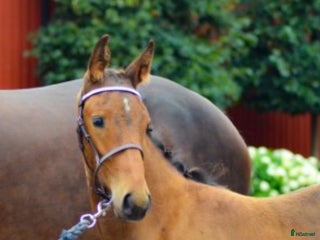 hästar Premieföl med fantastiskt möderne i Köping - Annons 9
