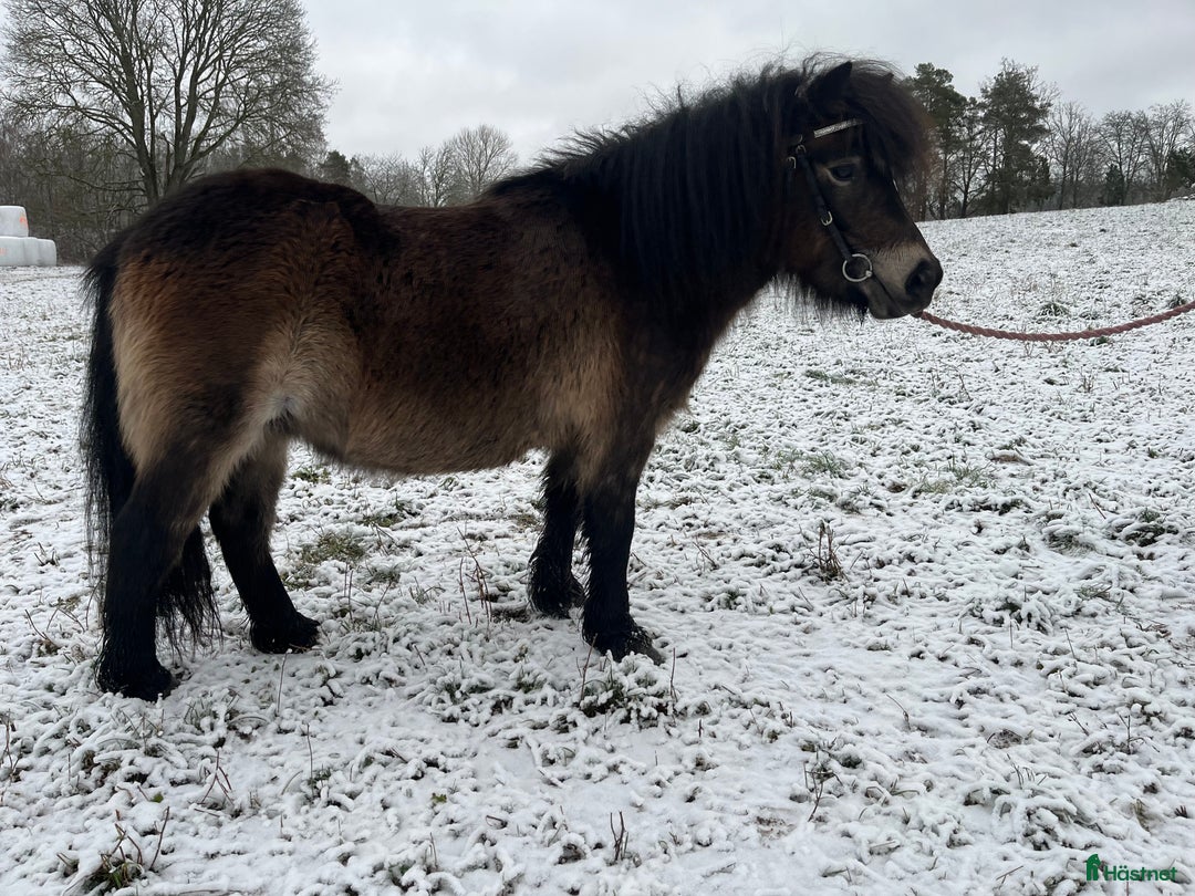 Allround hästar till salu: Diplomsto  i Tranås - Annons 4