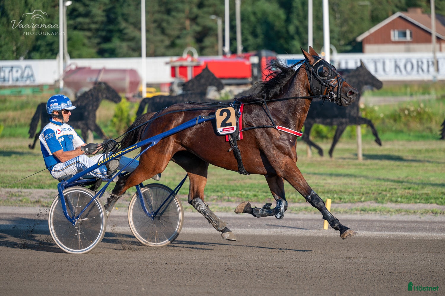  hästar Starthäst köpes - Annons 1