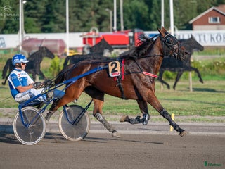 hästar Starthäst köpes i Åbo - Annons 14