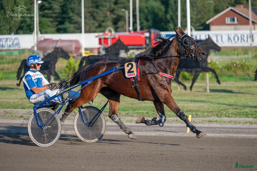 Trav hästar till salu: Starthäst köpes i Åbo - Annons 1