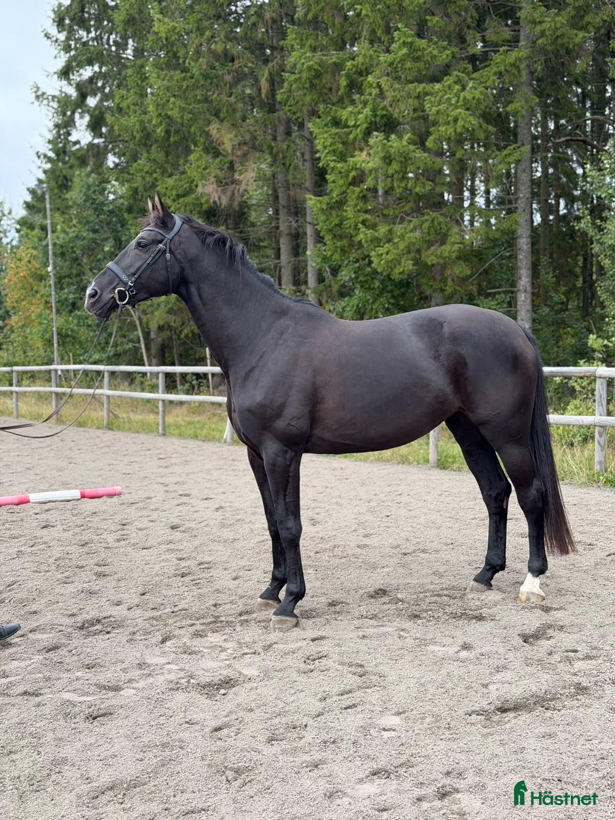  hästar Supertrevligt välstammat sto - Annons 2