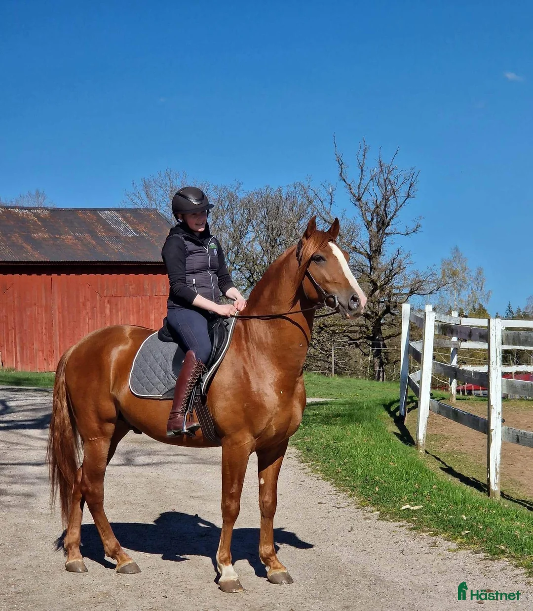 Working Equitation hästar till salu: Vacker PRE för WE/dressyr - Annons 6