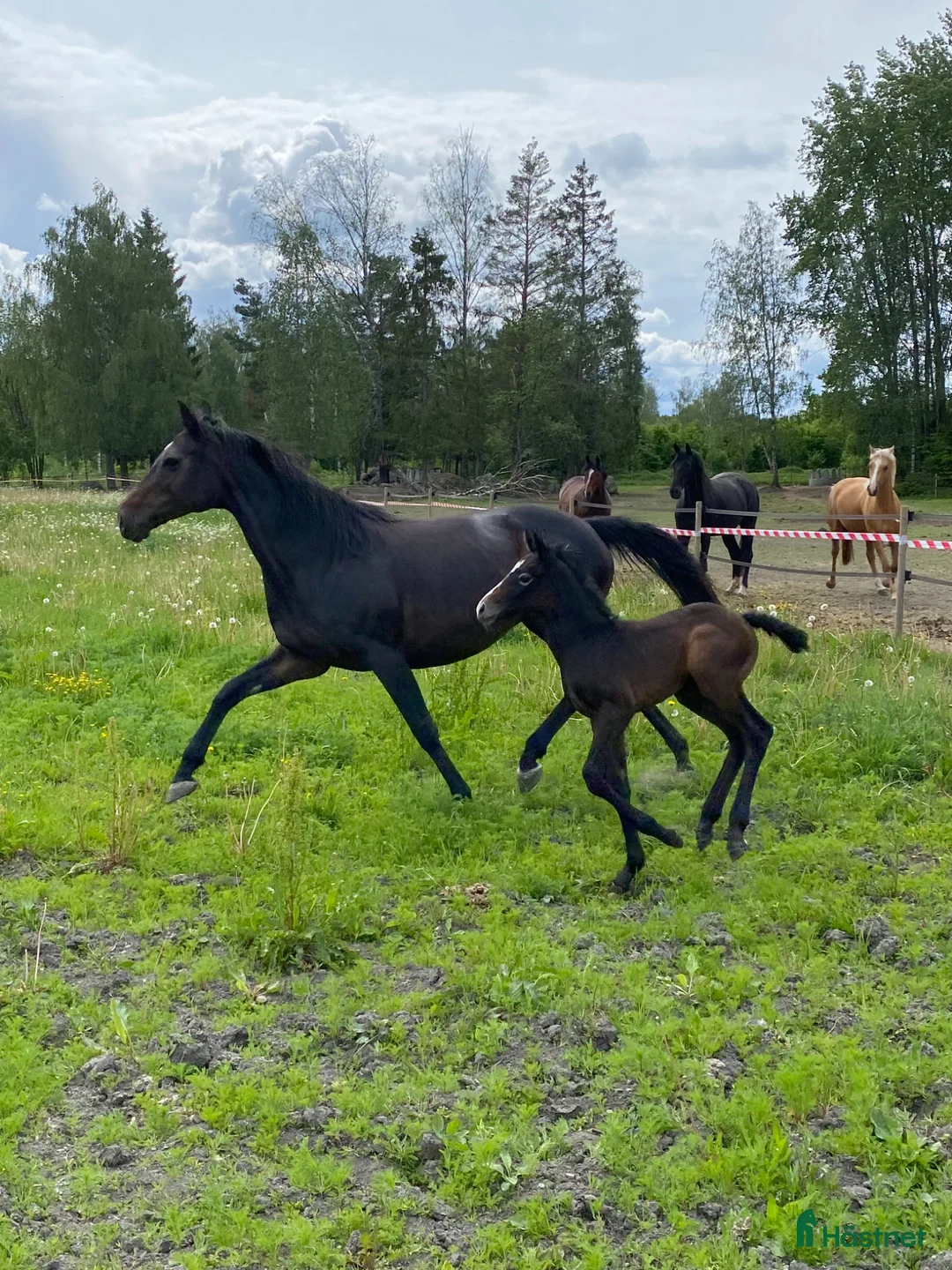 Avelshästar hästar till salu: Avelssto - Annons 1