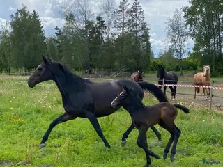 hästar Avelssto - Annons 1