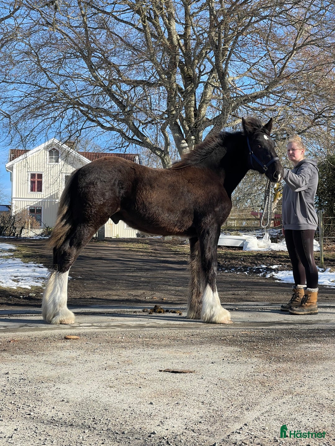 Avelshästar hästar till salu: Fin shire hingst  i Lekeryd - Annons 2