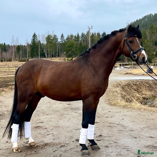  hästar Perfekta allroundponnyn! - Annons 2