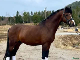 hästar Perfekta allroundponnyn! - Annons 2