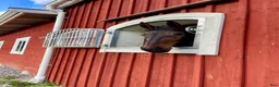  stallplats finnes: Ledig Stallplats  - Annons 1