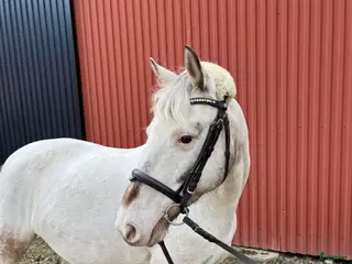 hästar Lättare ridning/ skogsmulle - Annons 4