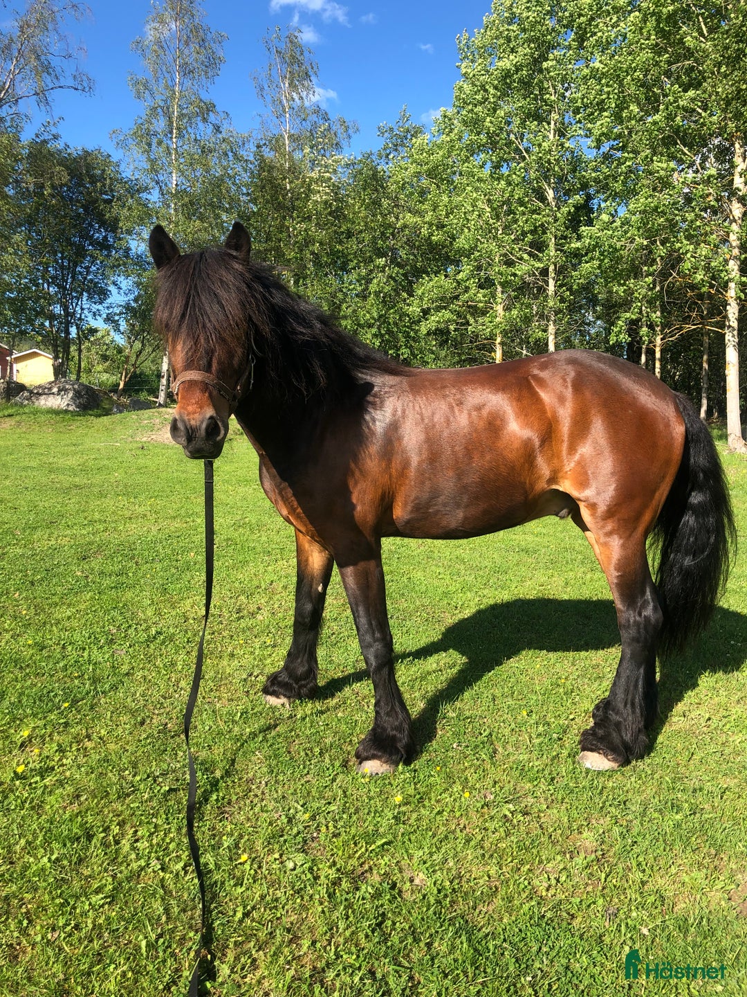 Allround hästar till salu: 19 årig valack säljes tillsammans med flickvän. i Fränsta - Bild 3