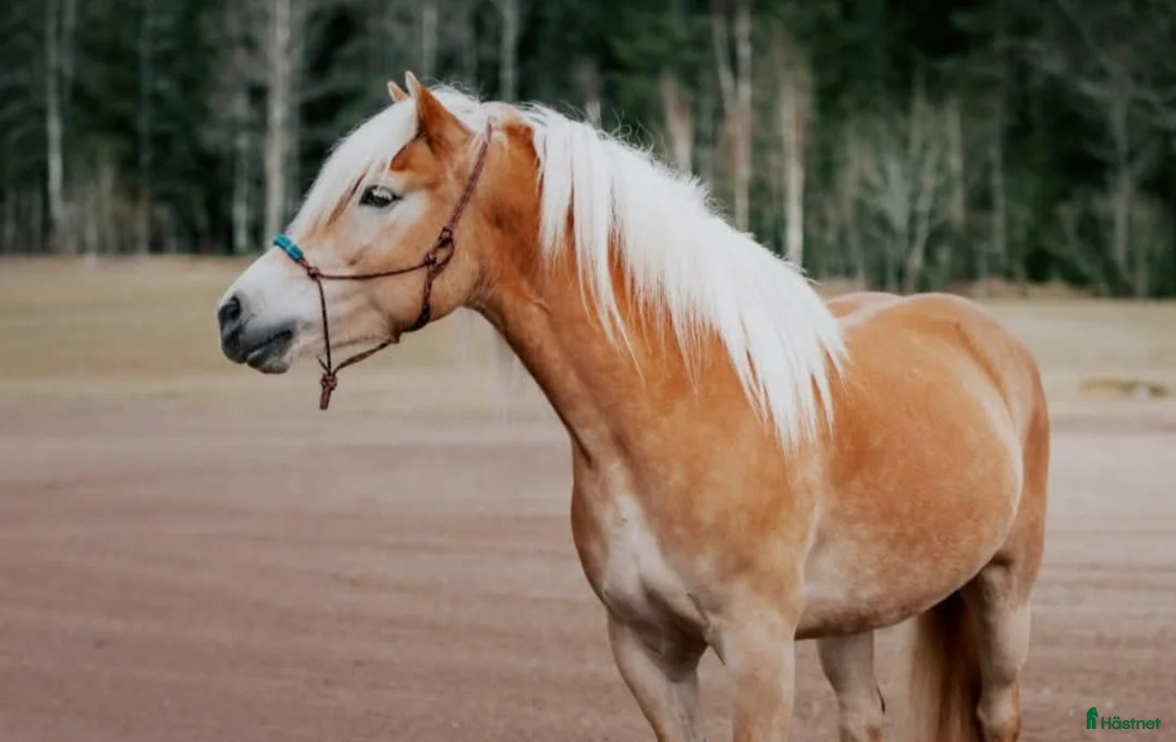 Allround hästar till salu: Franatica 10-årigt sto allround  - Annons 2