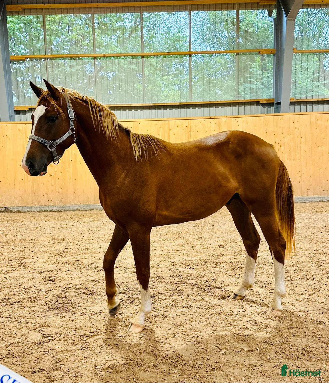 Hoppning hästar till salu: Mycket lovande & fin 5 åring - Annons 3