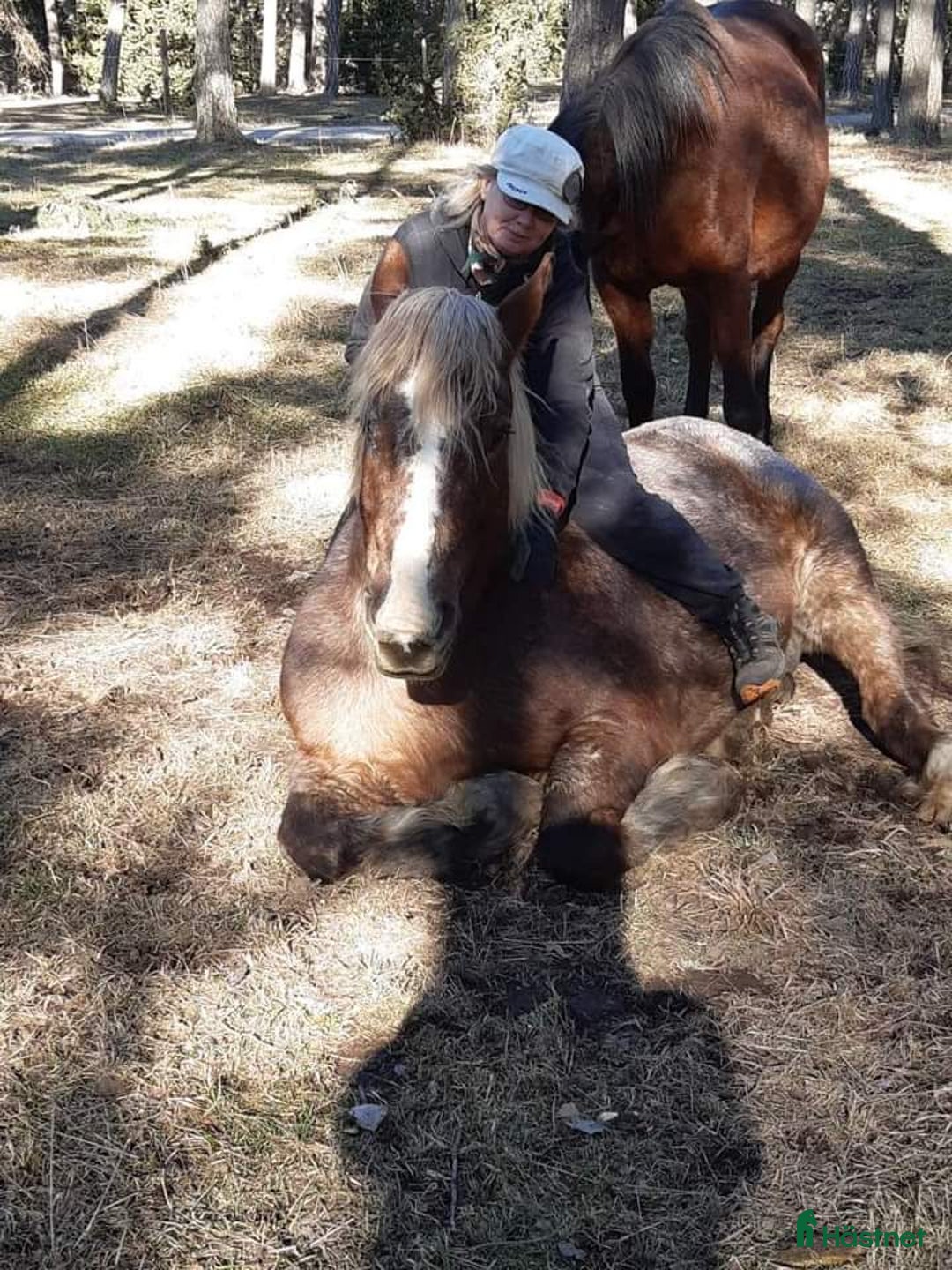 Working Equitation hästar till salu: PRE korsning Framtida bästa vännen. i Havdhem - Annons 13