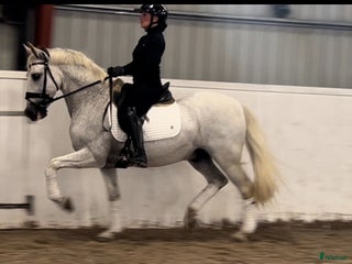 hästar Superfin PRE valack i Skurup - Annons 13