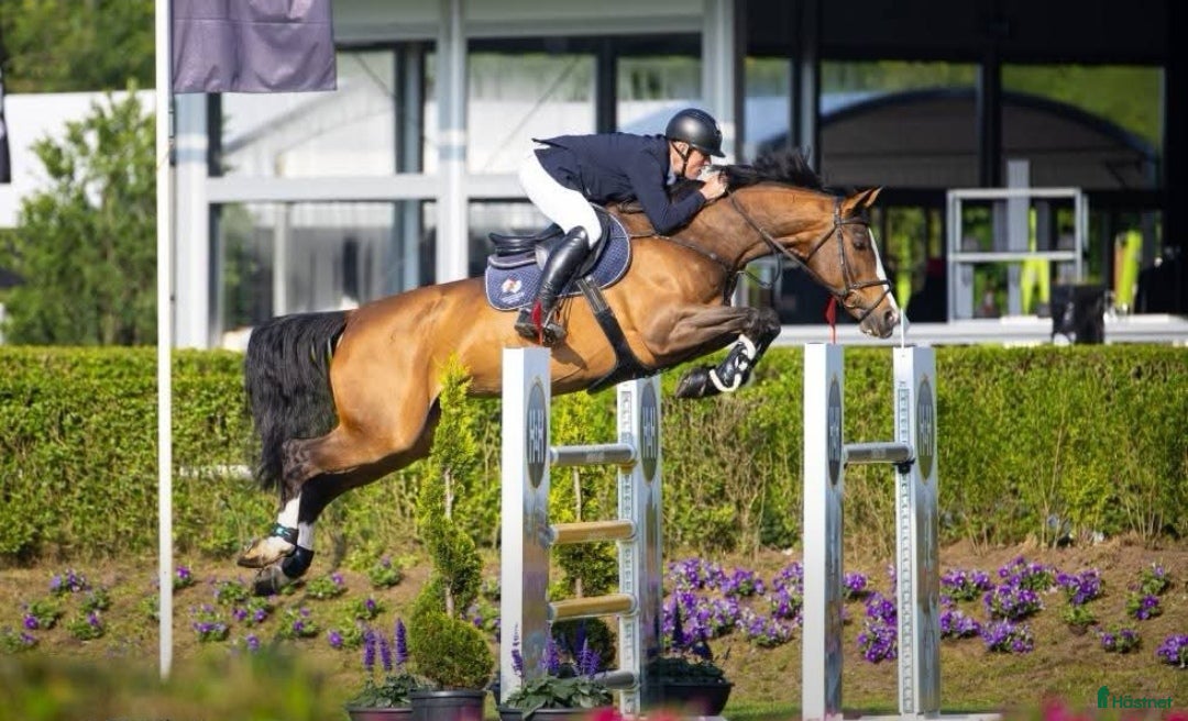  hästar 🛑Bytes/Säljes 🛑 toppavelssto mot unghäst.  - Annons 1