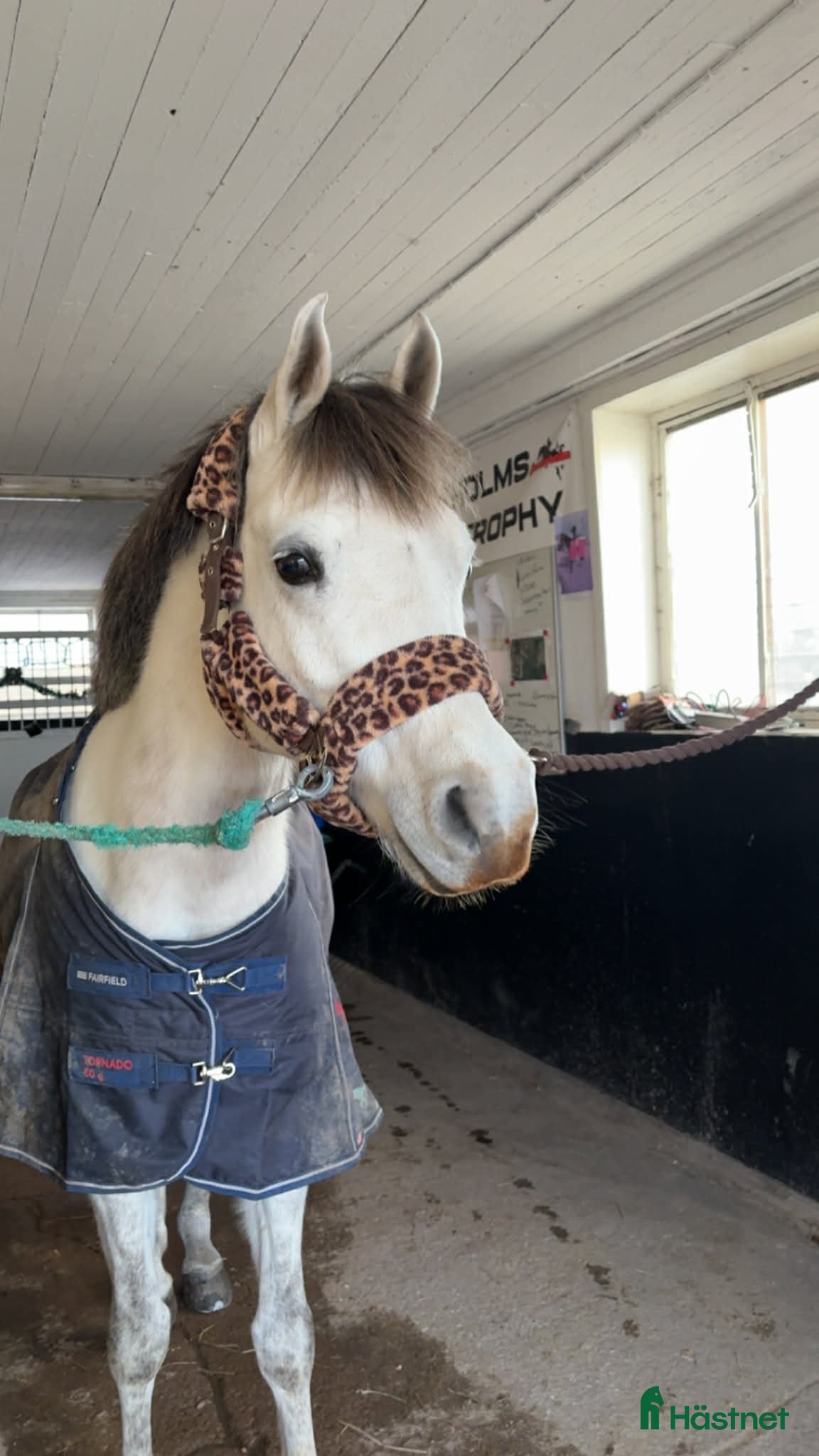  hästar Projekt häst i Vallentuna - Annons 2