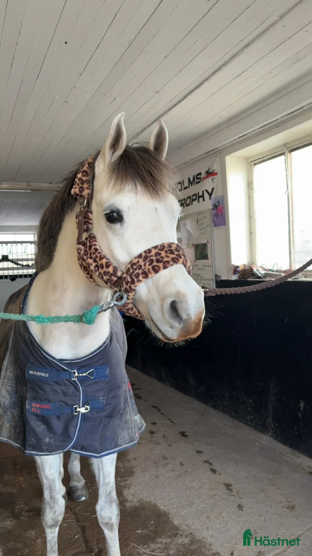 Allround hästar till salu: Projekt häst i Vallentuna - Annons 1