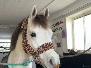 hästar Projekt häst i Vallentuna - Annons 2