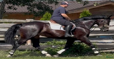  hästar i Örsundsbro - Annons 4