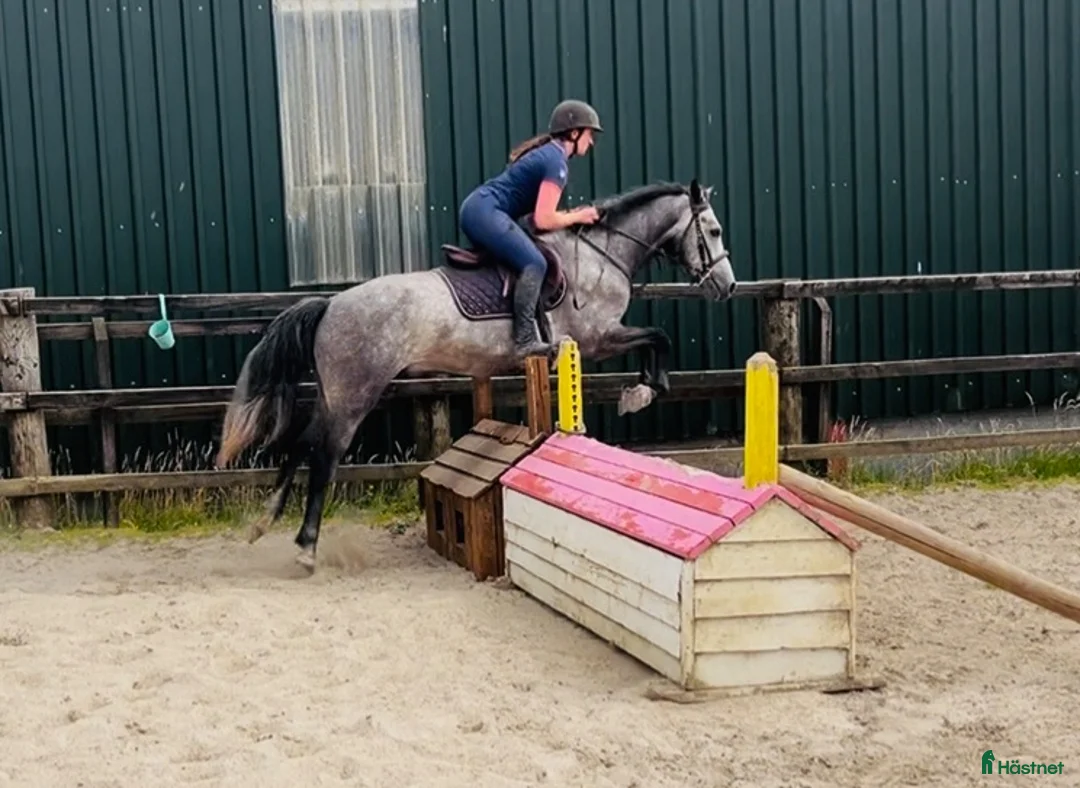 Allround hästar till salu: Connemara gelding 155cm - Annons 14