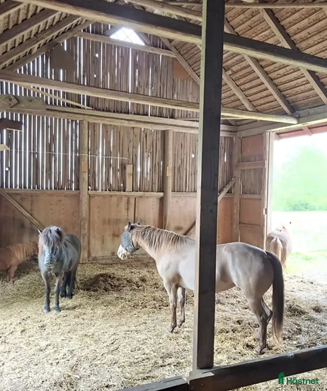  stallplats finnes: Naturskön lösdriftsplats med stall, långa ridvägar i Sturefors - Annons 2