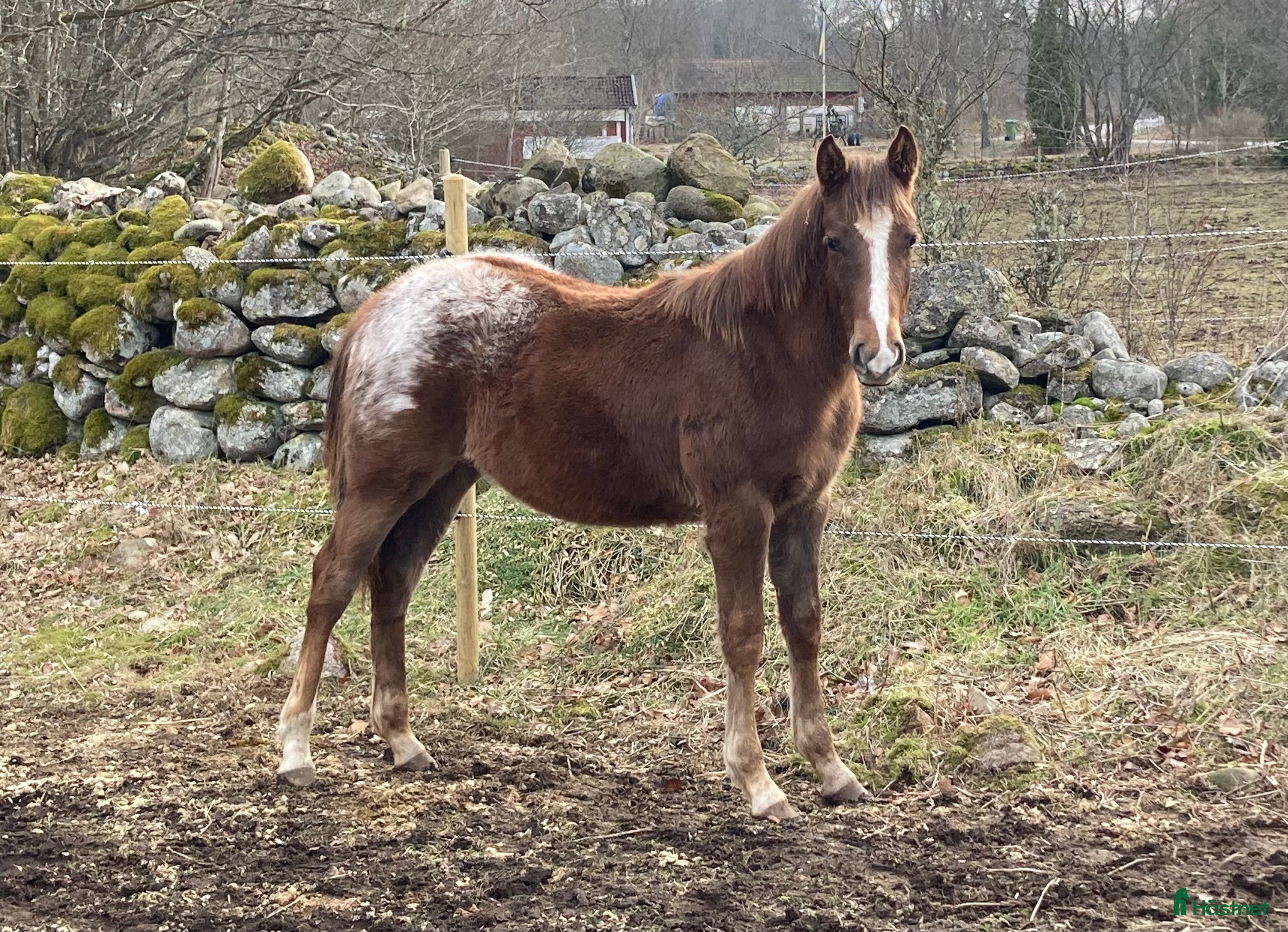  hästar Ettårig Appaloosa-valack i Fågelmara - Annons 6
