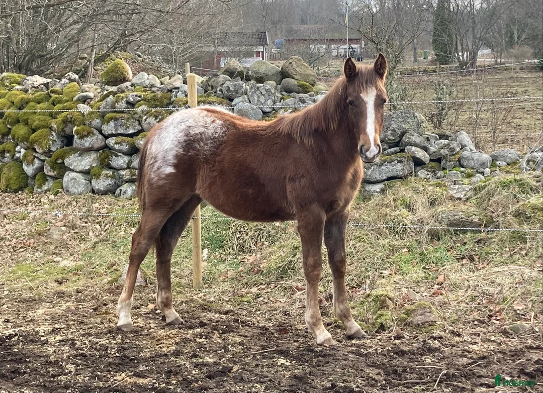 Allround hästar till salu: Ettårig Appaloosa-valack i Fågelmara - Annons 1