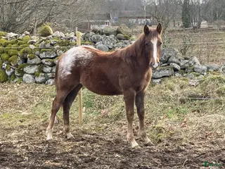 hästar Ettårig Appaloosa-valack i Fågelmara - Annons 6