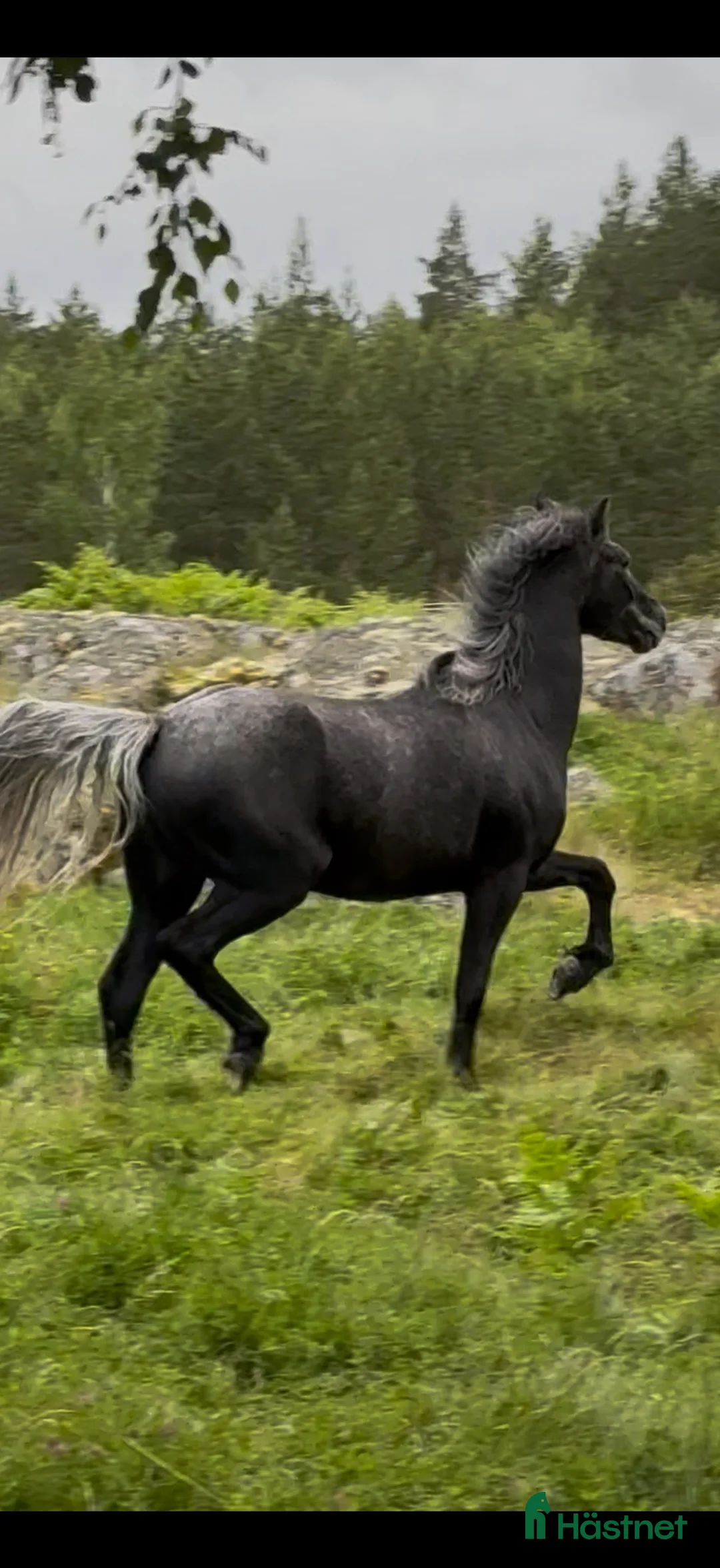 Allround hästar till salu: Snygg connemara med toppen stam, valack 3 år - Annons 2