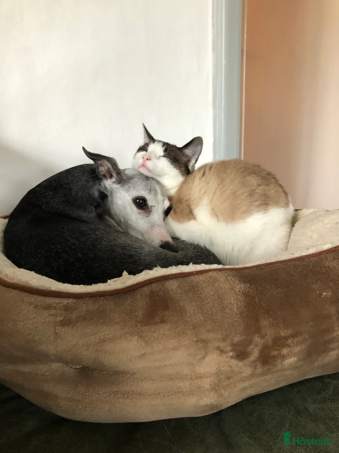  stallplats finnes: SÖKES: Boende och/eller stall-/lösdriftsplats - Annons 3