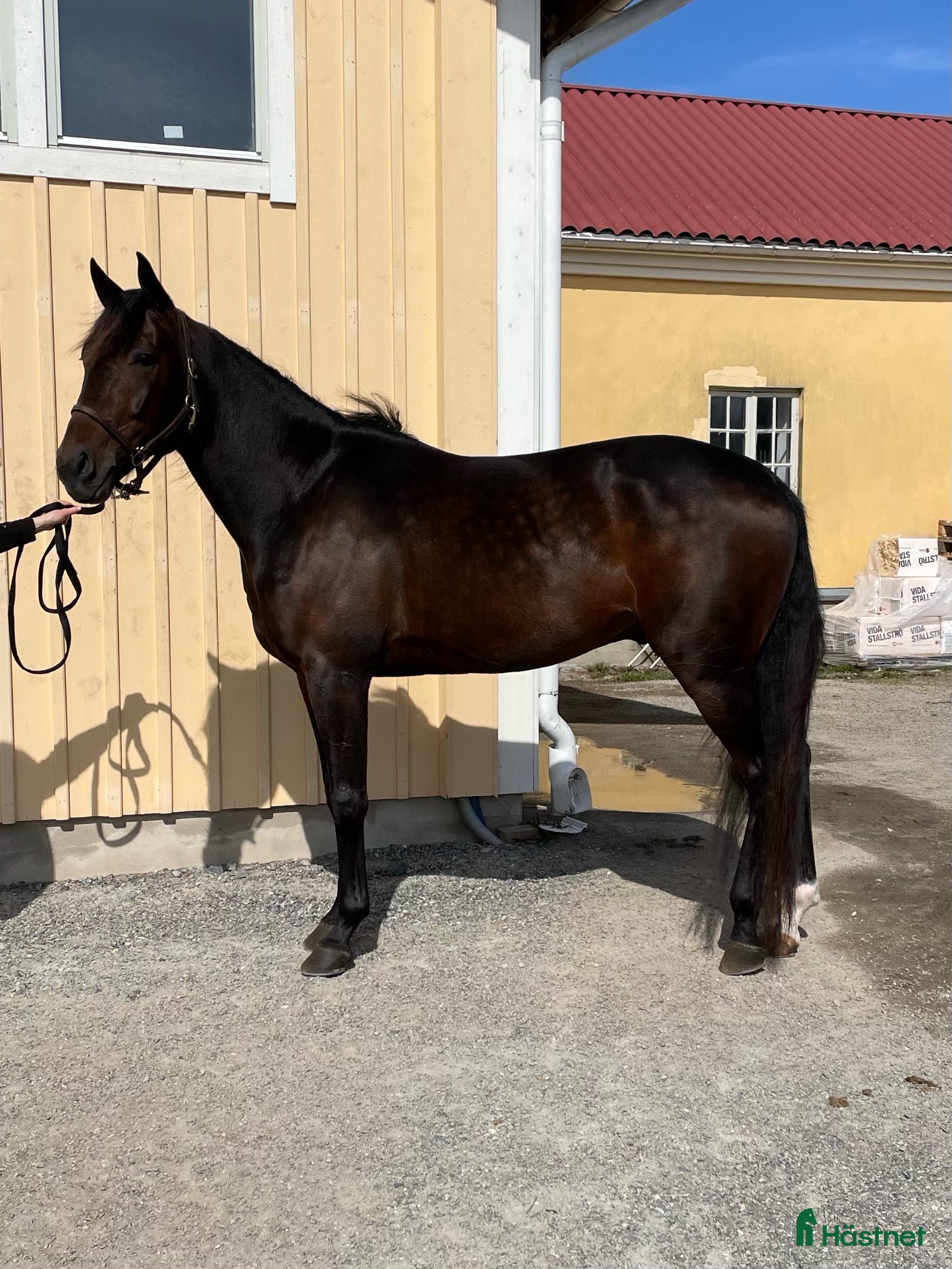  hästar Toppstammad hingt e Muscle Mass - Annons 1