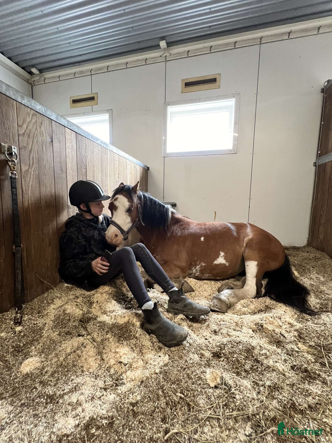 Allround hästar till salu: Liten stjärna som fångar blickar till hoppning! i Åre - Annons 2