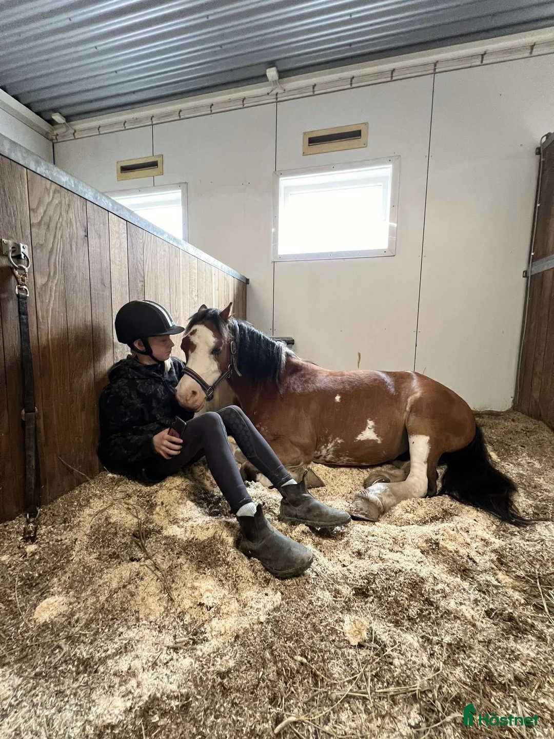 Allround hästar till salu: Liten stjärna som fångar blickar till hoppning! i Åre - Annons 2