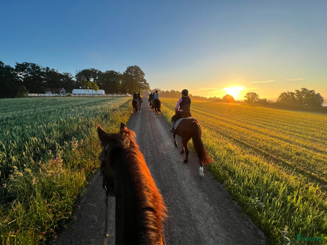 Allround hästar sökes: Söker trygg, stabil, läromästare - Annons 12
