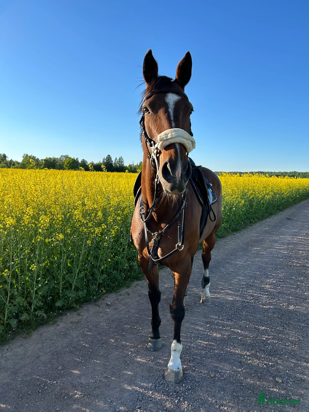 Hoppning hästar till salu: Fint sto säljes till rätt hem  i Motala - Annons 2
