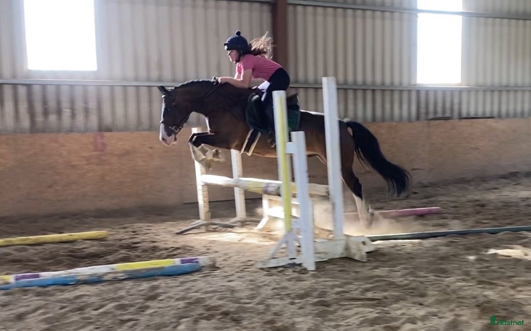 Hoppning hästar till salu: Welsh gelding 140cm i Ljungby - Annons 18