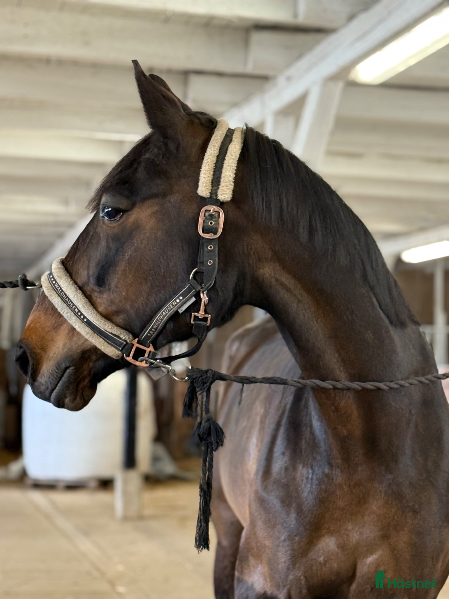  medryttarhäst finnes: Medryttare sökes  - Annons 5