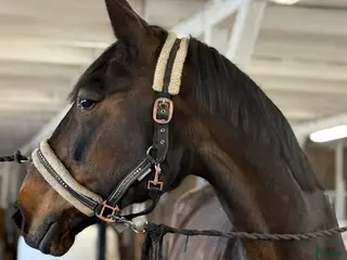 medryttarhäst finnes: Medryttare sökes - Annons 5