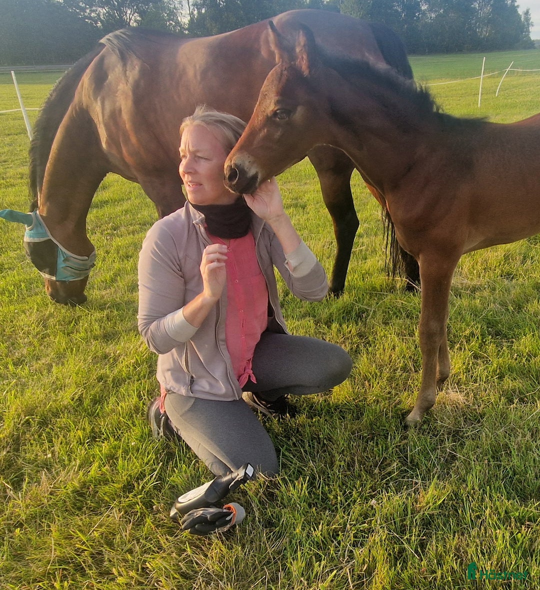 Allround hästar till salu: Morgan Hingstföl i Sätila - Annons 6