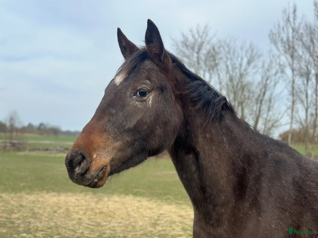 Allround hästar till salu: Fynda trevlig d ponny verksamhet/familj  - Annons 1