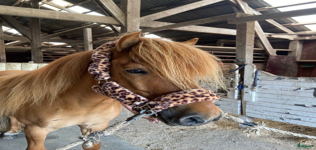 Galleribild {{count}}