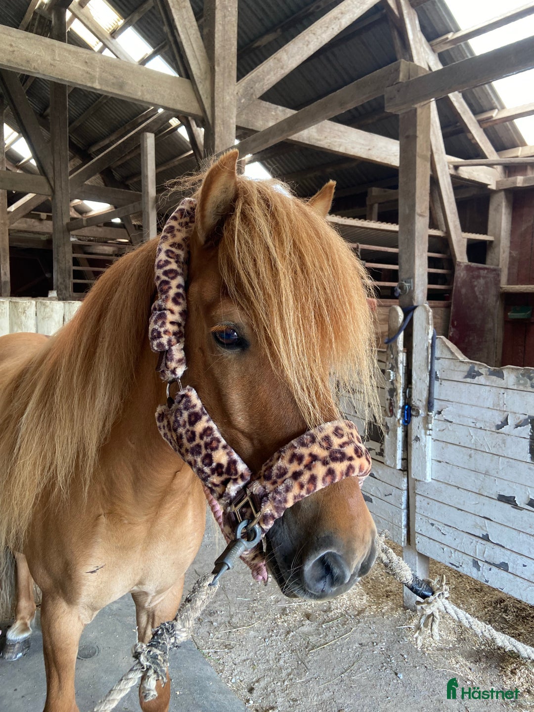 Galleribild {{count}}