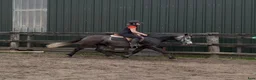 Allround hästar till salu: Beautiful Connemara mare - Annons 6