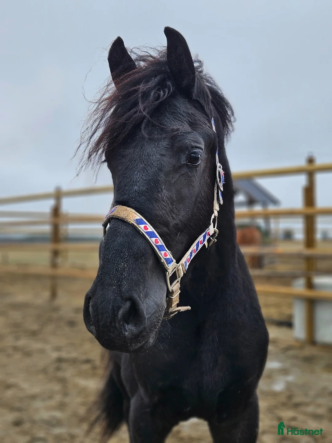 Allround hästar till salu: Stallets Clown - Annons 2