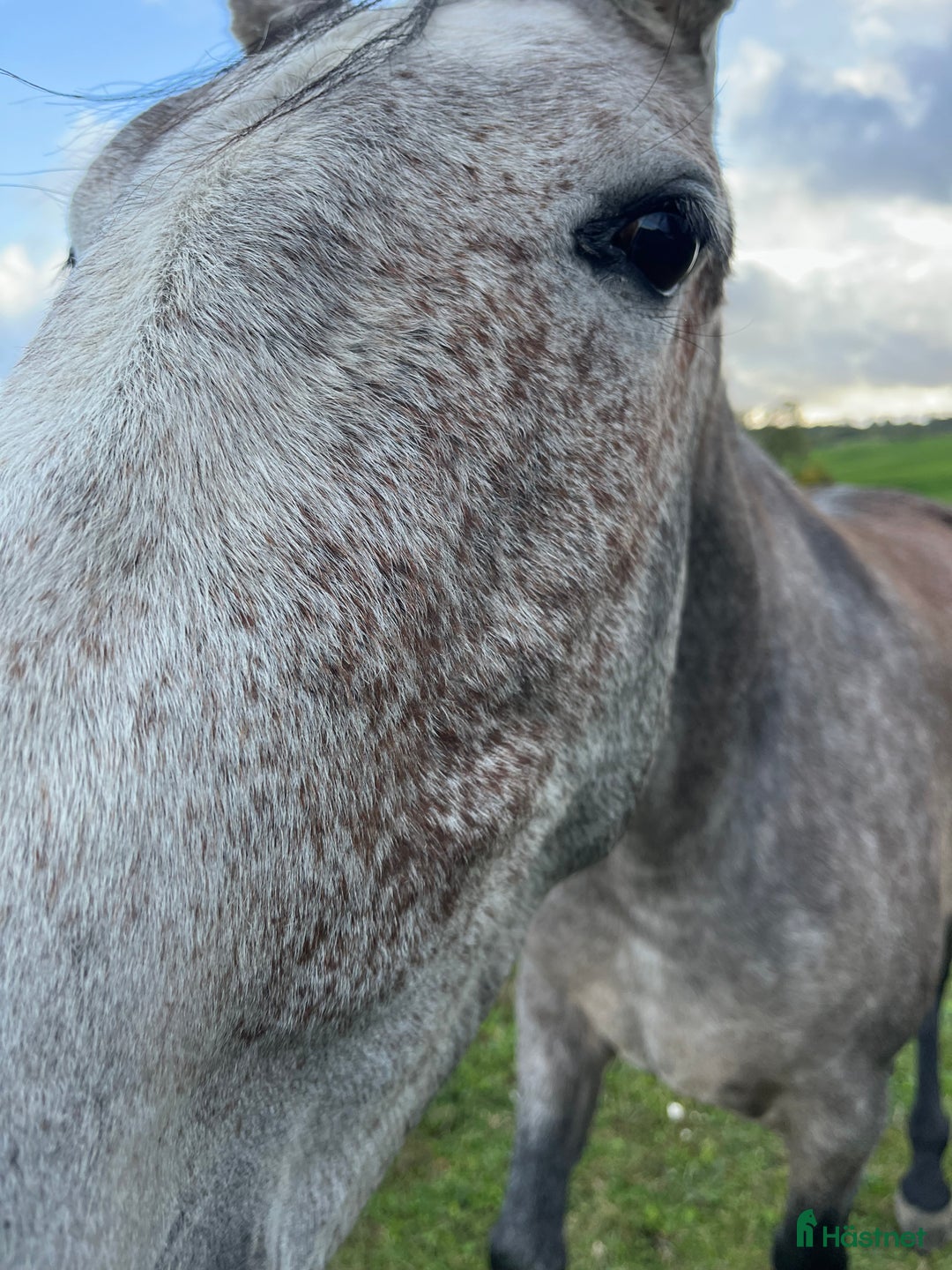 Allround hästar till salu: Vacker P.R.E. med stam från Yeguada de la Cartuja i Simrishamn - Annons 5