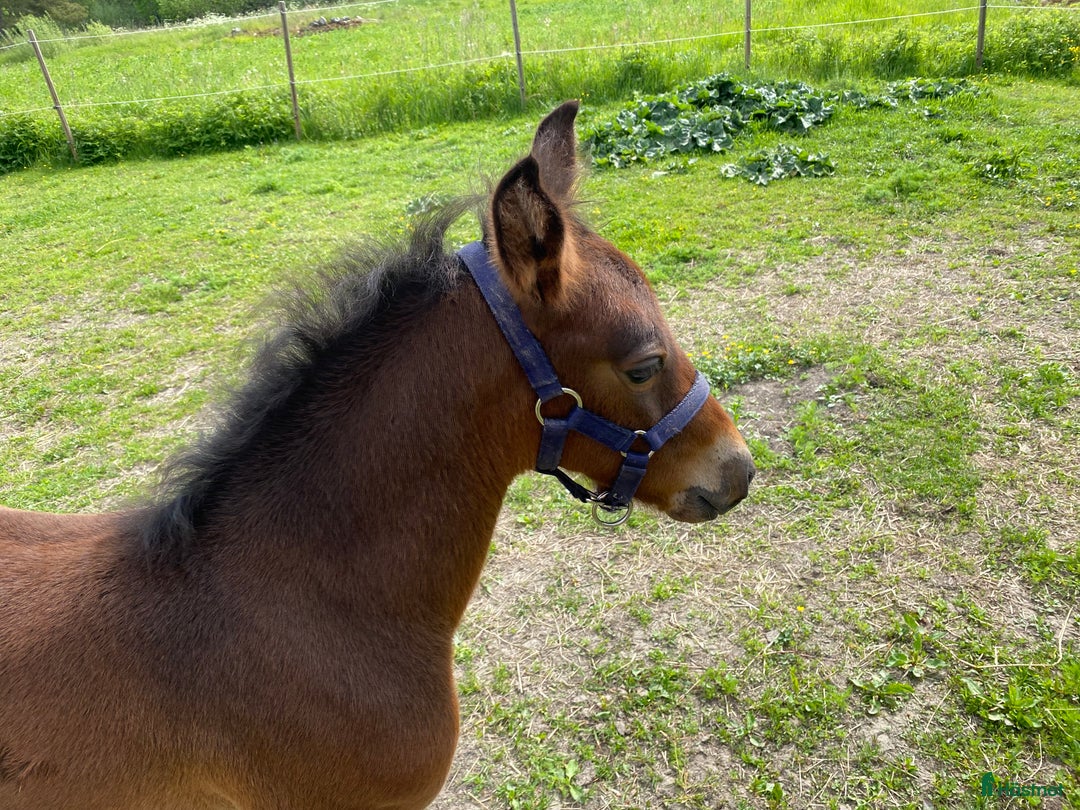 Fälttävlan hästar till salu: Hingstföl efter Converse All Star, A1 försäkrad i Alunda - Annons 3