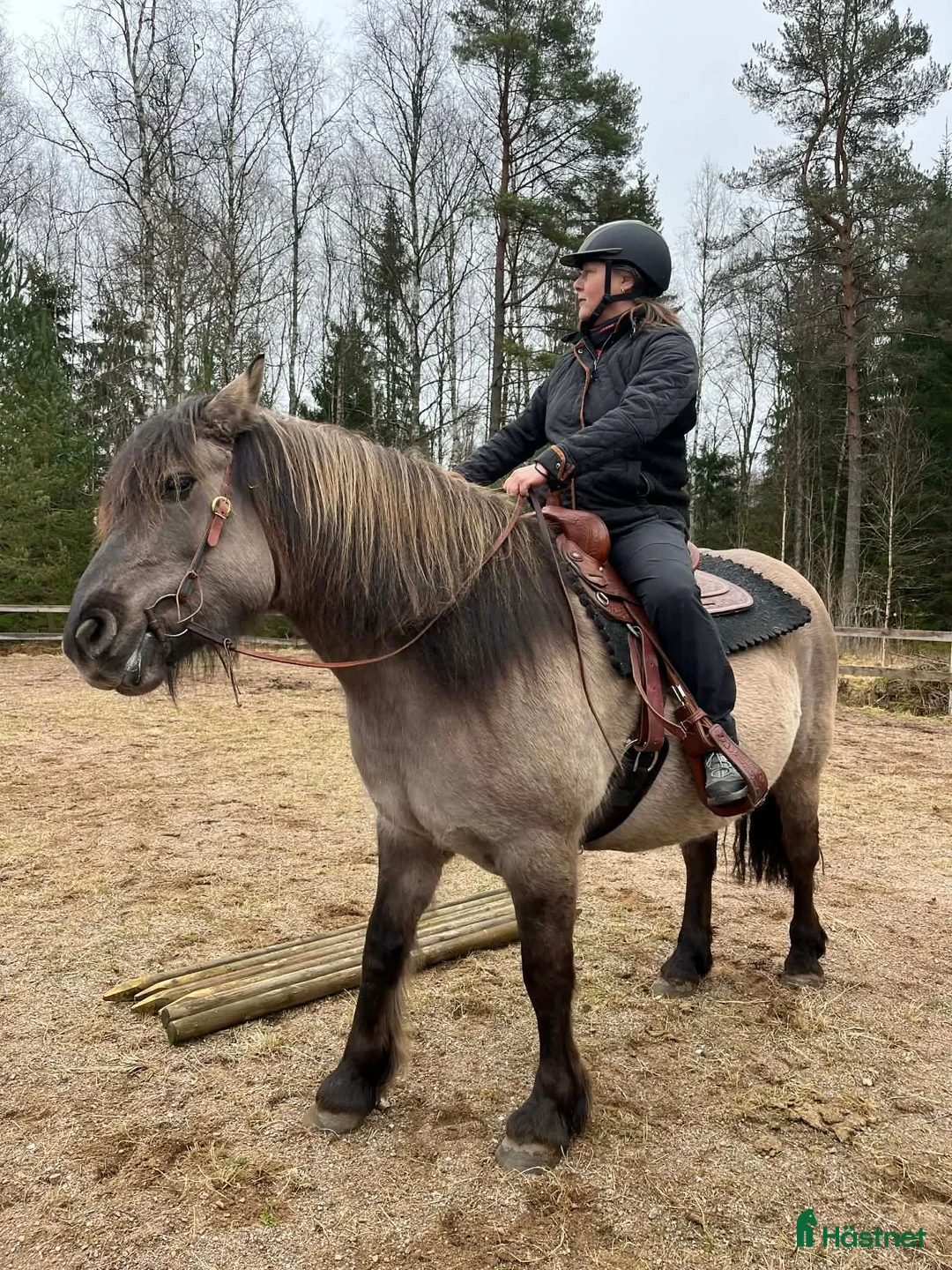 Allround hästar till salu: Säljes pga av flytt i Askersund - Annons 2